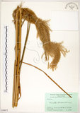 中文名:五節芒(S058672)學名:Miscanthus floridulus (Labill.) Warb. ex Schum. & Laut.(S058672)英文名:Japanese Silver-grass