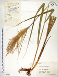 中文名:五節芒(S061955)學名:Miscanthus floridulus (Labill.) Warb. ex Schum. & Laut.(S061955)英文名:Japanese Silver-grass