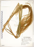 中文名:五節芒(S062740)學名:Miscanthus floridulus (Labill.) Warb. ex Schum. & Laut.(S062740)英文名:Japanese Silver-grass