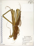 中文名:五節芒(S062995)學名:Miscanthus floridulus (Labill.) Warb. ex Schum. & Laut.(S062995)英文名:Japanese Silver-grass