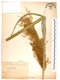 中文名:五節芒(S067509)學名:Miscanthus floridulus (Labill.) Warb. ex Schum. & Laut.(S067509)英文名:Japanese Silver-grass