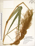 中文名:五節芒(S082652)學名:Miscanthus floridulus (Labill.) Warb. ex Schum. & Laut.(S082652)英文名:Japanese Silver-grass