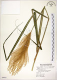中文名:五節芒(S090923)學名:Miscanthus floridulus (Labill.) Warb. ex Schum. & Laut.(S090923)英文名:Japanese Silver-grass