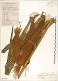 中文名:五節芒(S101726)學名:Miscanthus floridulus (Labill.) Warb. ex Schum. & Laut.(S101726)英文名:Japanese Silver-grass