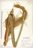 中文名:五節芒(S103231)學名:Miscanthus floridulus (Labill.) Warb. ex Schum. & Laut.(S103231)英文名:Japanese Silver-grass
