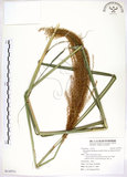 中文名:五節芒(S110711)學名:Miscanthus floridulus (Labill.) Warb. ex Schum. & Laut.(S110711)英文名:Japanese Silver-grass