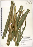 中文名:五節芒(S113900)學名:Miscanthus floridulus (Labill.) Warb. ex Schum. & Laut.(S113900)英文名:Japanese Silver-grass