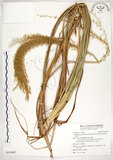 中文名:五節芒(S115647)學名:Miscanthus floridulus (Labill.) Warb. ex Schum. & Laut.(S115647)英文名:Japanese Silver-grass