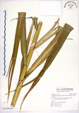中文名:五節芒(S122566)學名:Miscanthus floridulus (Labill.) Warb. ex Schum. & Laut.(S122566)英文名:Japanese Silver-grass