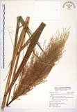 中文名:五節芒(S124965)學名:Miscanthus floridulus (Labill.) Warb. ex Schum. & Laut.(S124965)英文名:Japanese Silver-grass