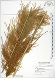 中文名:五節芒(S125428)學名:Miscanthus floridulus (Labill.) Warb. ex Schum. & Laut.(S125428)英文名:Japanese Silver-grass