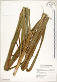 中文名:五節芒(S125428)學名:Miscanthus floridulus (Labill.) Warb. ex Schum. & Laut.(S125428)英文名:Japanese Silver-grass