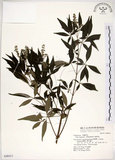 中文名:黃荊(S048411)學名:Vitex negundo L.(S048411)