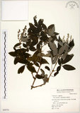 中文名:黃荊(S050731)學名:Vitex negundo L.(S050731)