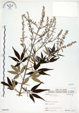 中文名:黃荊(S068493)學名:Vitex negundo L.(S068493)