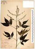 中文名:黃荊(S068507)學名:Vitex negundo L.(S068507)