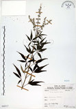 中文名:黃荊(S068517)學名:Vitex negundo L.(S068517)