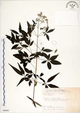 中文名:黃荊(S090001)學名:Vitex negundo L.(S090001)