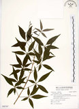 中文名:黃荊(S092767)學名:Vitex negundo L.(S092767)