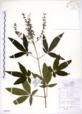 中文名:黃荊(S099629)學名:Vitex negundo L.(S099629)