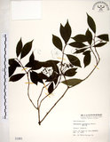 中文名:華八仙(S001861)學名:Hydrangea chinensis Maxim.(S001861)英文名:Chinese Hydrangea