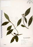 中文名:華八仙(S001912)學名:Hydrangea chinensis Maxim.(S001912)英文名:Chinese Hydrangea