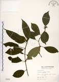 中文名:華八仙(S001913)學名:Hydrangea chinensis Maxim.(S001913)英文名:Chinese Hydrangea