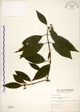 中文名:華八仙(S001914)學名:Hydrangea chinensis Maxim.(S001914)英文名:Chinese Hydrangea