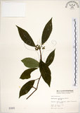 中文名:華八仙(S001915)學名:Hydrangea chinensis Maxim.(S001915)英文名:Chinese Hydrangea