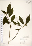 中文名:華八仙(S001916)學名:Hydrangea chinensis Maxim.(S001916)英文名:Chinese Hydrangea