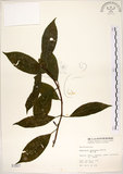 中文名:華八仙(S001917)學名:Hydrangea chinensis Maxim.(S001917)英文名:Chinese Hydrangea