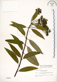 中文名:華八仙(S003269)學名:Hydrangea chinensis Maxim.(S003269)英文名:Chinese Hydrangea
