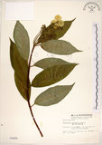中文名:華八仙(S003450)學名:Hydrangea chinensis Maxim.(S003450)英文名:Chinese Hydrangea