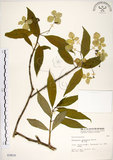 中文名:華八仙(S003810)學名:Hydrangea chinensis Maxim.(S003810)英文名:Chinese Hydrangea
