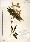 中文名:華八仙(S004712)學名:Hydrangea chinensis Maxim.(S004712)英文名:Chinese Hydrangea