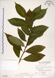 中文名:華八仙(S010400)學名:Hydrangea chinensis Maxim.(S010400)英文名:Chinese Hydrangea
