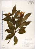 中文名:華八仙(S010541)學名:Hydrangea chinensis Maxim.(S010541)英文名:Chinese Hydrangea