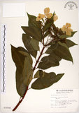 中文名:華八仙(S010542)學名:Hydrangea chinensis Maxim.(S010542)英文名:Chinese Hydrangea