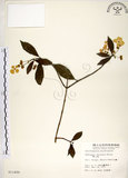 中文名:華八仙(S011400)學名:Hydrangea chinensis Maxim.(S011400)英文名:Chinese Hydrangea