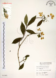 中文名:華八仙(S011401)學名:Hydrangea chinensis Maxim.(S011401)英文名:Chinese Hydrangea