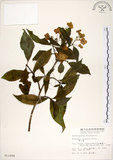 中文名:華八仙(S011858)學名:Hydrangea chinensis Maxim.(S011858)英文名:Chinese Hydrangea