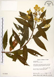 中文名:華八仙(S013008)學名:Hydrangea chinensis Maxim.(S013008)英文名:Chinese Hydrangea