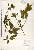 中文名:華八仙(S014512)學名:Hydrangea chinensis Maxim.(S014512)英文名:Chinese Hydrangea