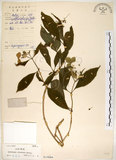 中文名:華八仙(S019886)學名:Hydrangea chinensis Maxim.(S019886)英文名:Chinese Hydrangea