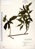 中文名:華八仙(S028300)學名:Hydrangea chinensis Maxim.(S028300)英文名:Chinese Hydrangea
