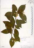 中文名:華八仙(S030653)學名:Hydrangea chinensis Maxim.(S030653)英文名:Chinese Hydrangea