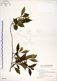 中文名:華八仙(S031975)學名:Hydrangea chinensis Maxim.(S031975)英文名:Chinese Hydrangea