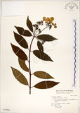 中文名:華八仙(S036902)學名:Hydrangea chinensis Maxim.(S036902)英文名:Chinese Hydrangea