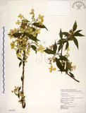 中文名:華八仙(S043193)學名:Hydrangea chinensis Maxim.(S043193)英文名:Chinese Hydrangea