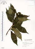 中文名:華八仙(S046860)學名:Hydrangea chinensis Maxim.(S046860)英文名:Chinese Hydrangea